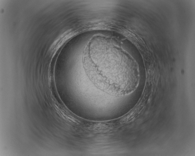 X0000069380290200605150924