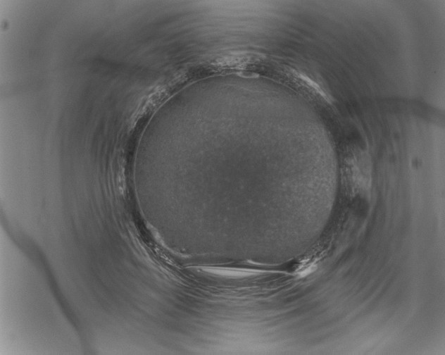 X0000069380504200605150921