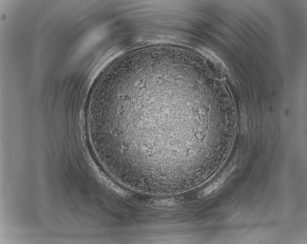 X0000069380798200605150916