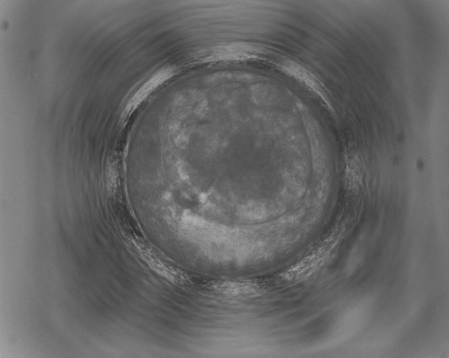 X0000069380874200605150915