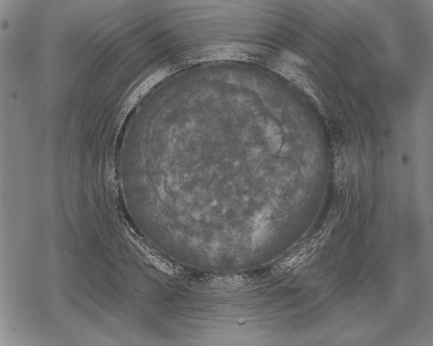 X0000069380882200605150915