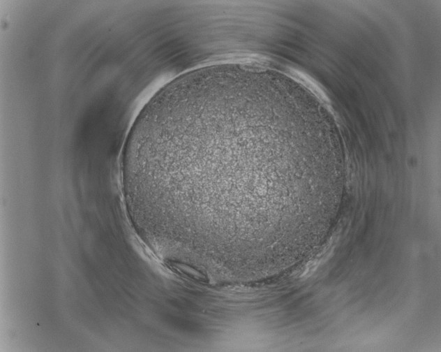 X0000069380907200605150914