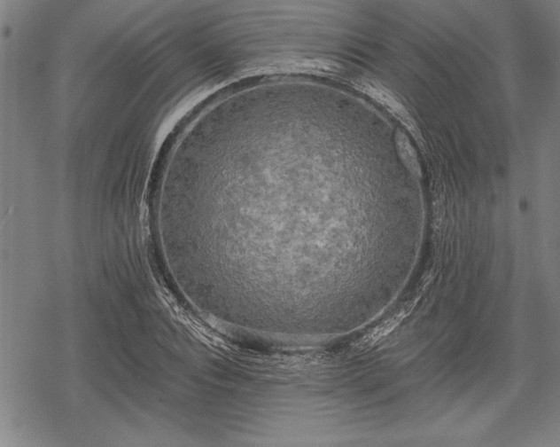 X0000069380928200605150914