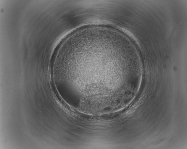 X0000069380935200605150914