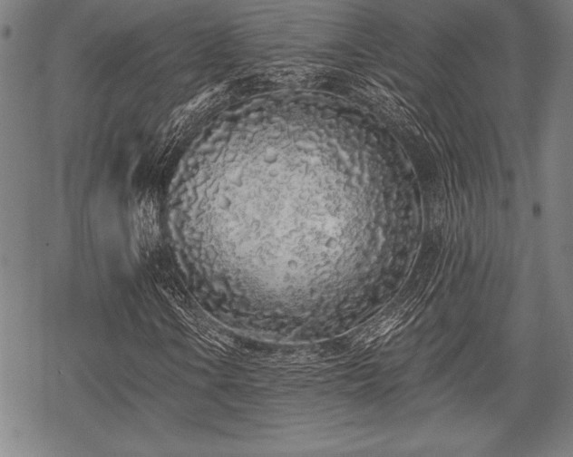 X0000069381106200605150910