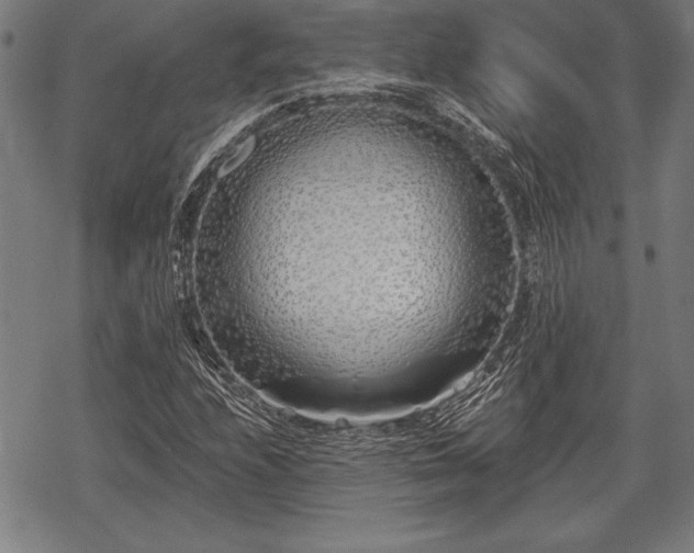 X0000069381208200605150909