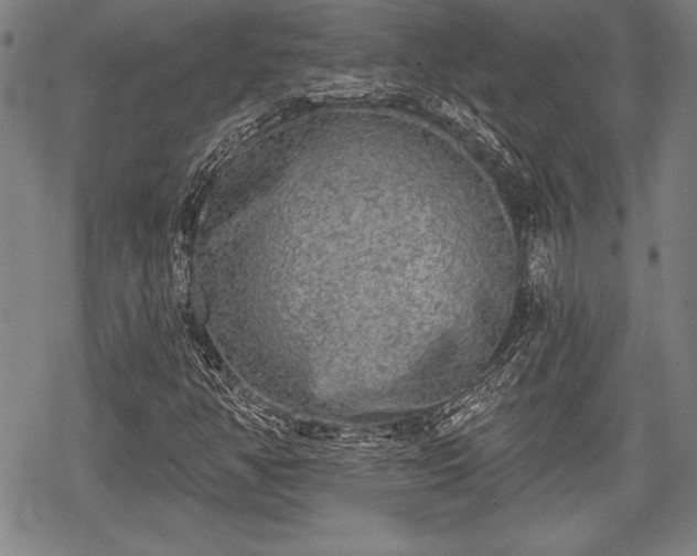 X0000069381350200605150907