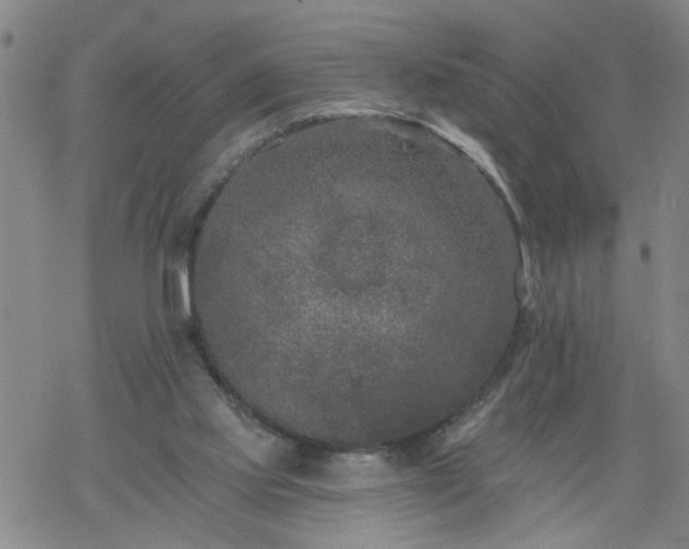 X0000069380061200605192159