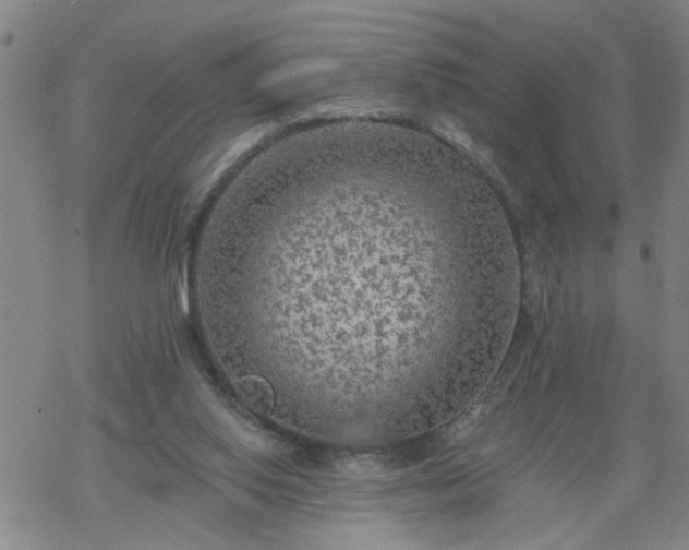 X0000069380062200605192159