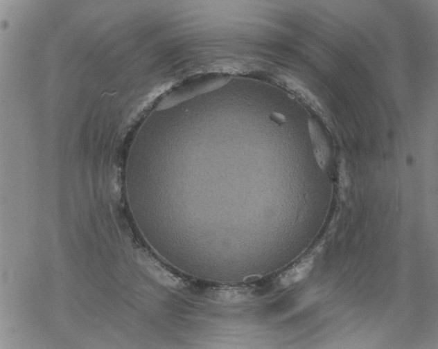 X0000069380305200605192155