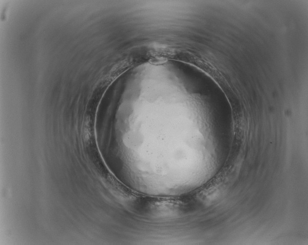 X0000069380323200605192155