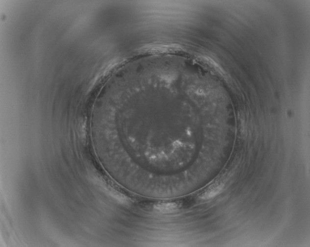 X0000069380357200605192154