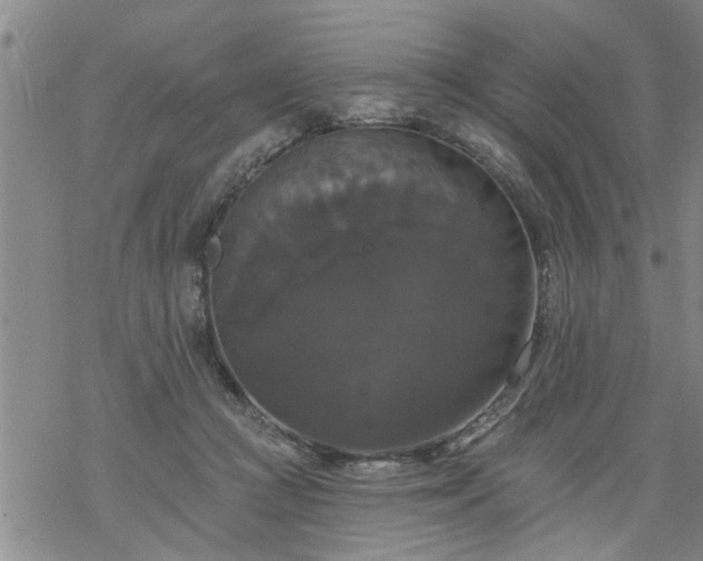 X0000069380361200605192155