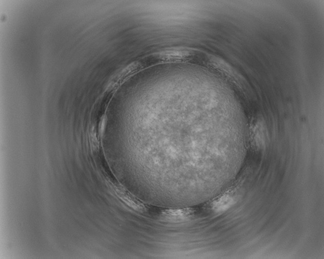 X0000069380381200605192155