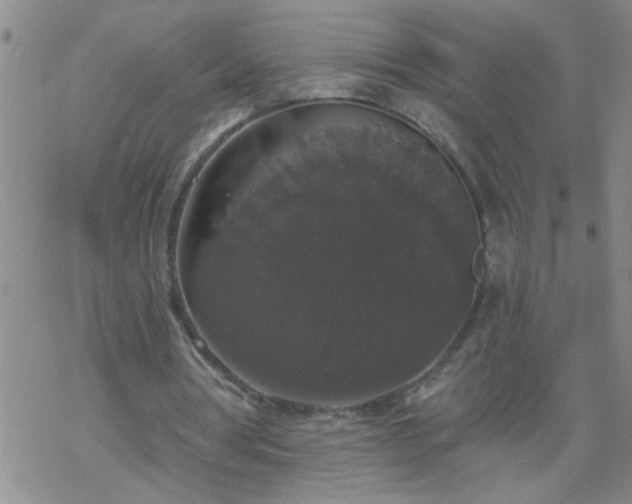 X0000069380386200605192154