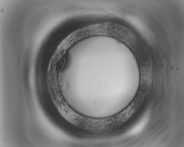 X0000069380431200605192153