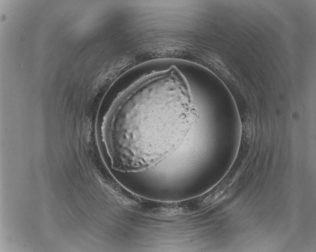 X0000069380458200605192153