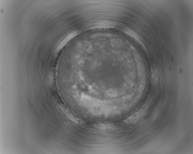 X0000069380874200605192146