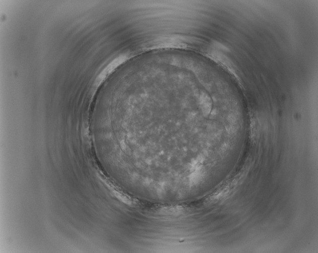 X0000069380882200605192146