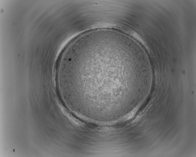 X0000069381124200605192142