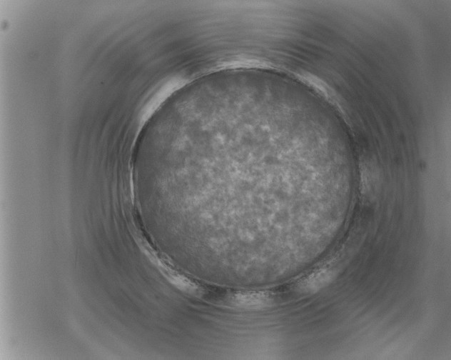 X0000069381274200605192140