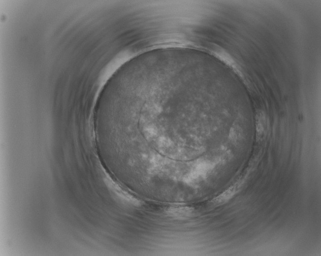 X0000069381466200605192137