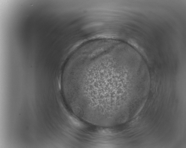 X0000069380062200605262101