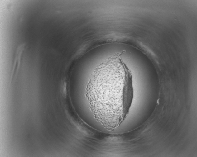 X0000069380067200605262101