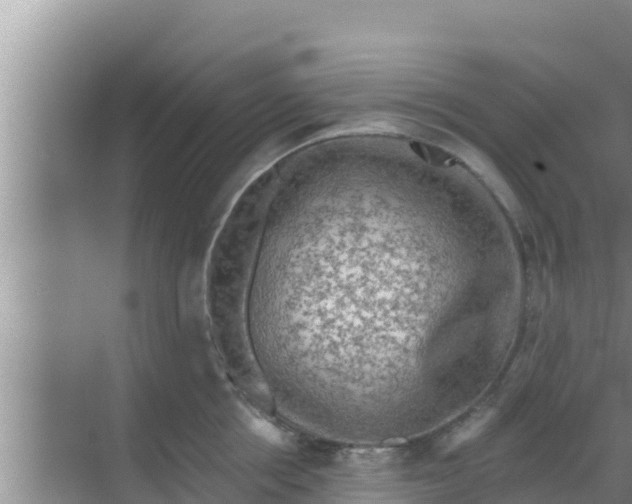 X0000069380858200605262049