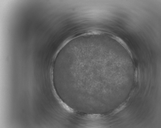 X0000069380859200605262049