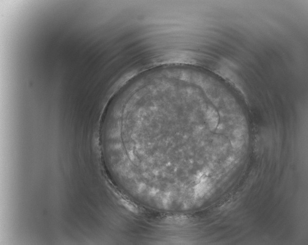 X0000069380882200605262048