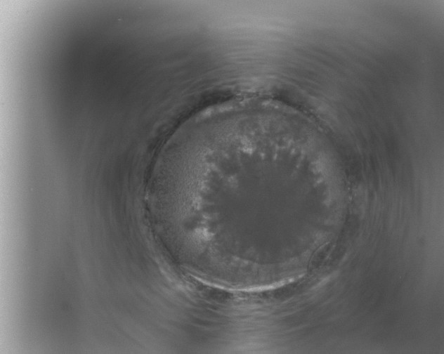 X0000069380913200605262046