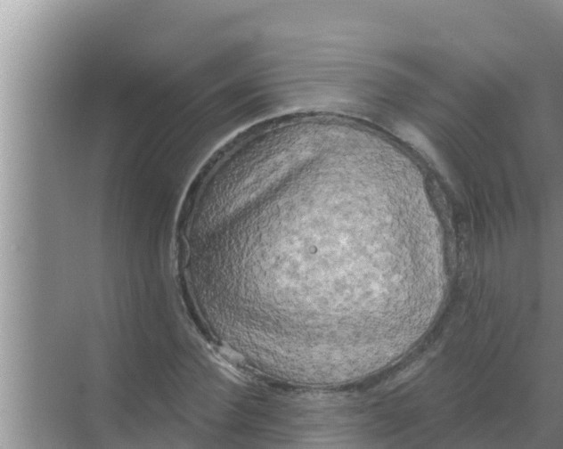 X0000069380924200605262046