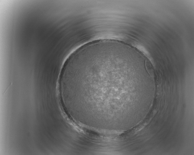 X0000069380928200605262046