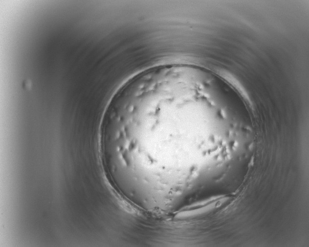 X0000069380996200605262046