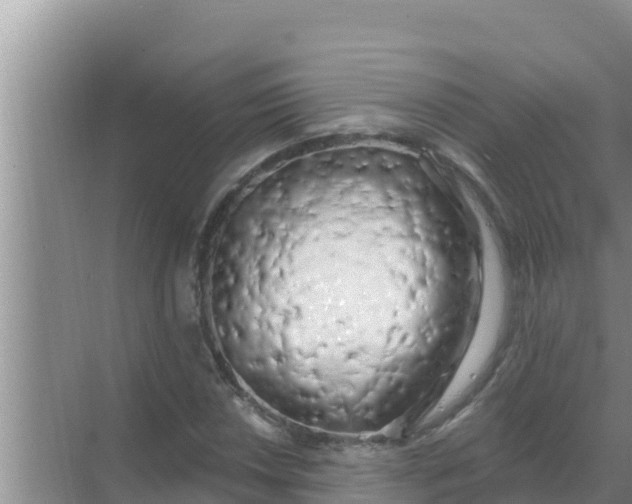 X0000069381018200605262045