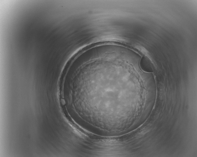 X0000069381024200605262045