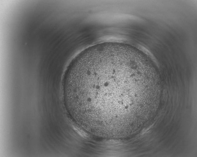 X0000069381027200605262045