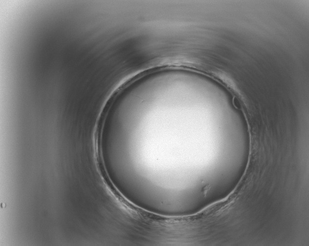 X0000069381032200605262045