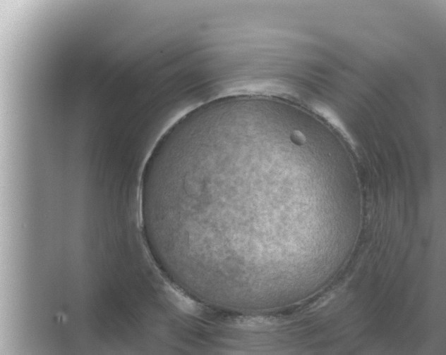 X0000069381079200605262044