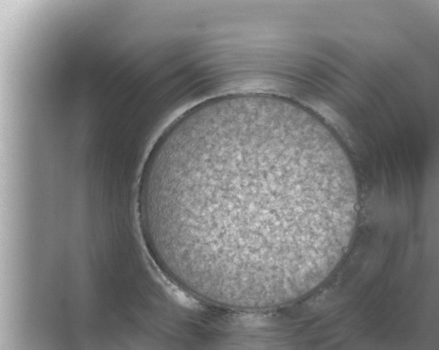 X0000069381086200605262044