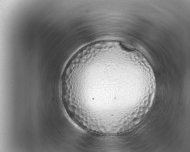 X0000069381092200605262044