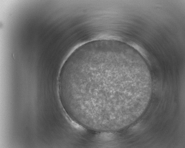 X0000069381094200605262044