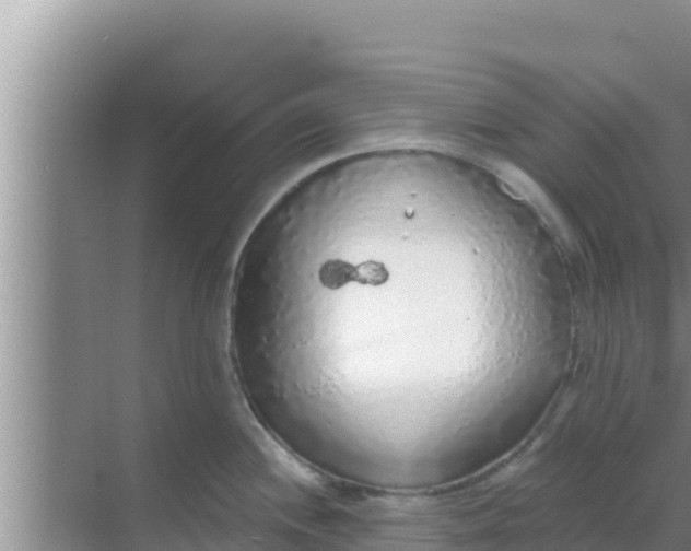 X0000069381244200605262042