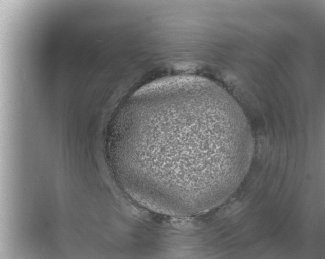 X0000069381249200605262041