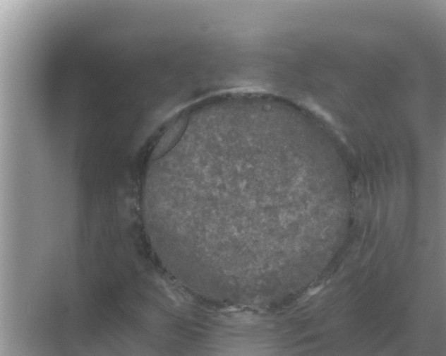 X0000069381255200605262041