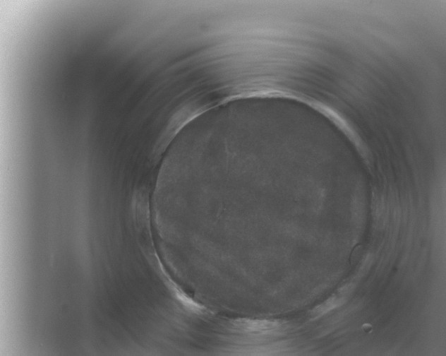 X0000069381289200605262041