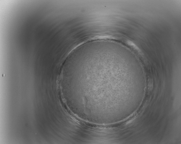 X0000069381361200605262039