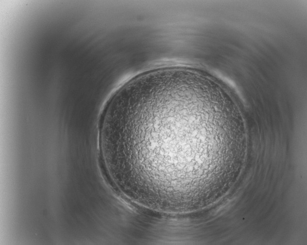 X0000069381365200605262039