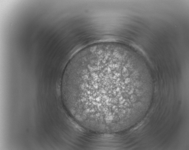 X0000069381409200605262038